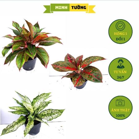 Combo 3 Chậu Cây Phú Quý + Cây Ngọc Ngân + Cây Như Ý
