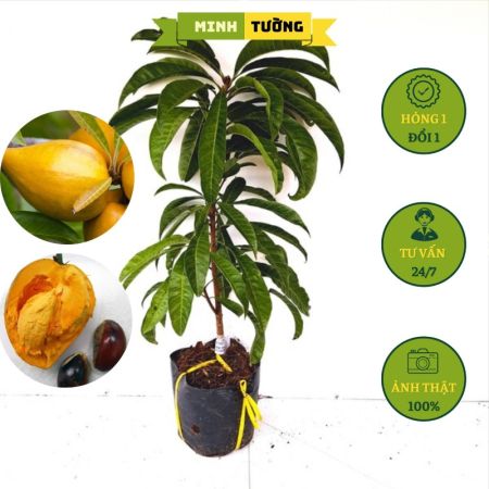 Cây Giống Lê Ki Ma Thái