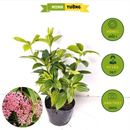 Cây Hòn Ngọc Viễn Đông