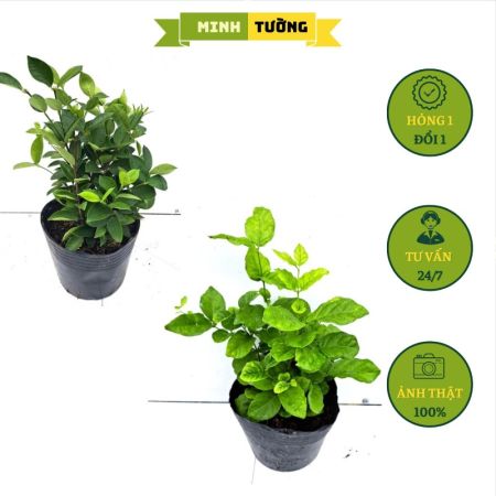Combo 2 Cây Lài Tiểu Thư + Cây Lài Trà Hoa Thơm