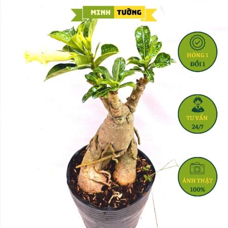 Cây Hoa Sứ Thái Kép Vàng