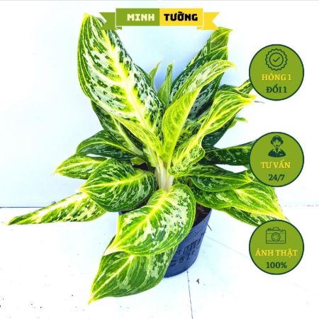 Cây Trúc Nhật Vàng