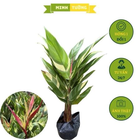 Chuối Mỏ Két Cẩm Thạch