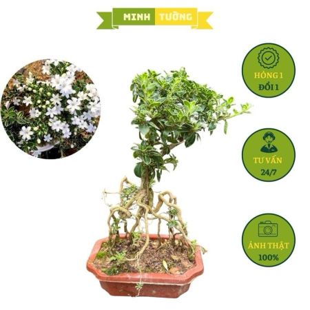 Cây Bạch Tuyết Mai Bonsai