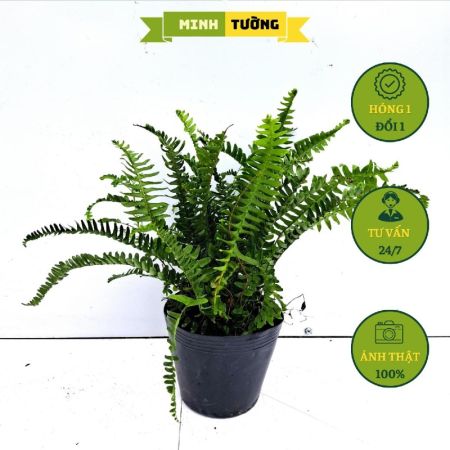 Cây Dương Xỉ Thái (C7)