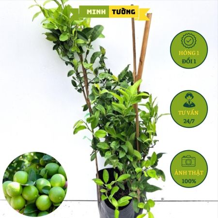 Cây Chanh Tứ Quý Bông Tím