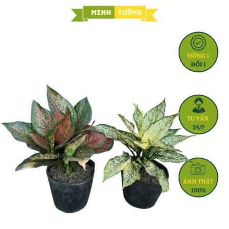Combo 2 Chậu Vạn Lộc + Ngọc Ngân