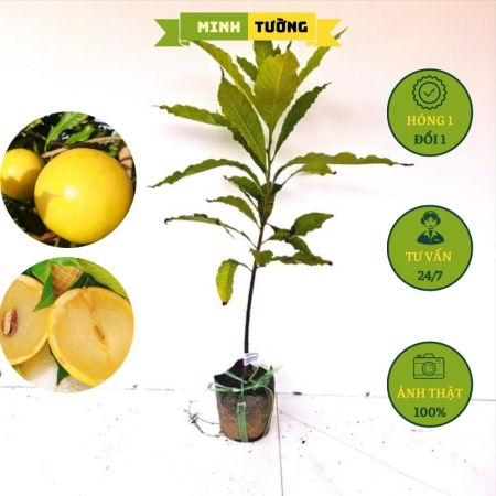 Cây Giống Vũ Sữa Hoàng Kim