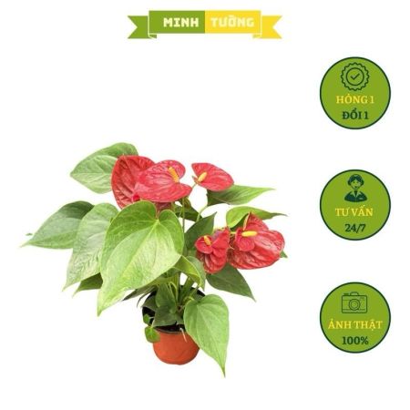 Cây Hồng Môn (Hoa Đỏ)
