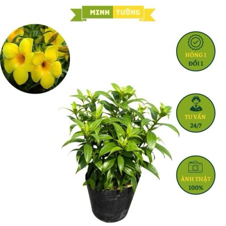Cây Huỳnh Anh Hoa Vàng Thân Đứng