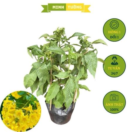 Cây Hoàng Yến