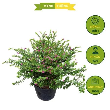 Cây Cẩm Tú Mai Thái Siêu Bông