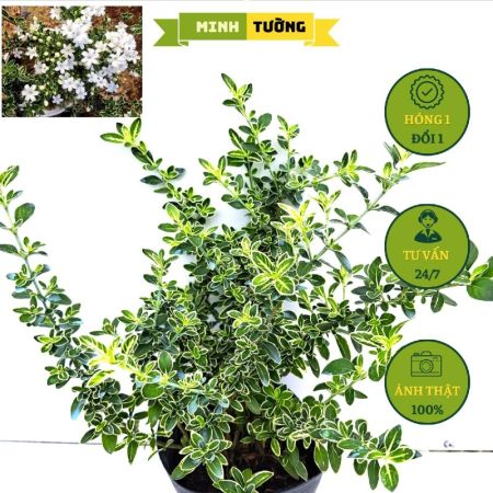 Cây Bạch Tuyết Mai