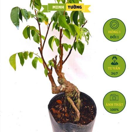 Cây Khế Bonsai