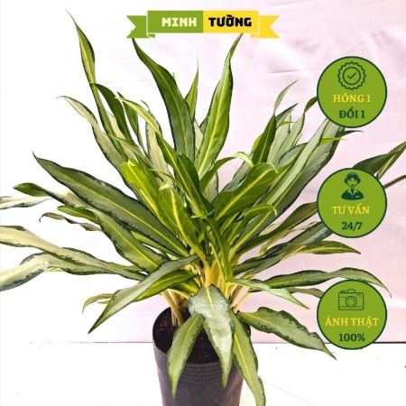 Cây Giữ Tiền Lá Lớn