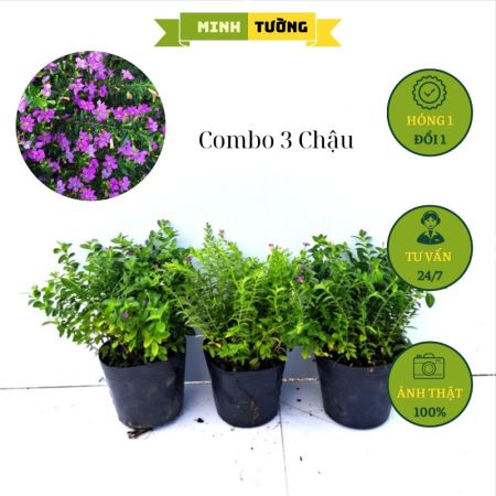 Combo 3 Chậu Cẩm Tú Mai (Size Nhỏ)