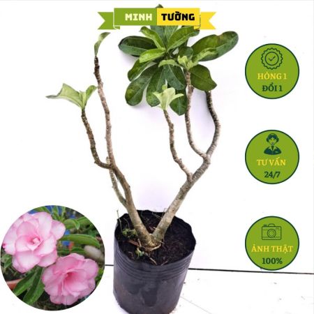 Cây Hoa Sứ Kỳ Duyên