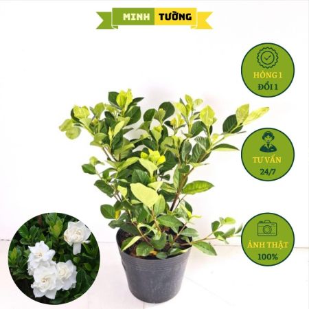 Cây Bạch Thiên Hương Hoa Thơm