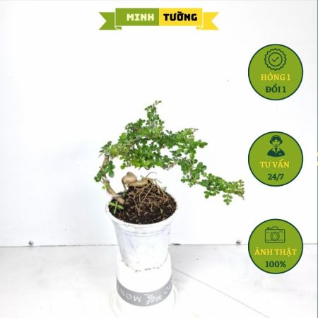 Cây Cần Thăng Bonsai Dáng Đỗ Mini