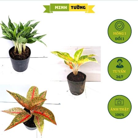 Combo 3 Cây Giữ Tiền + Cây An Khang (Hồng Ngân) + Cây Thịnh Vượng