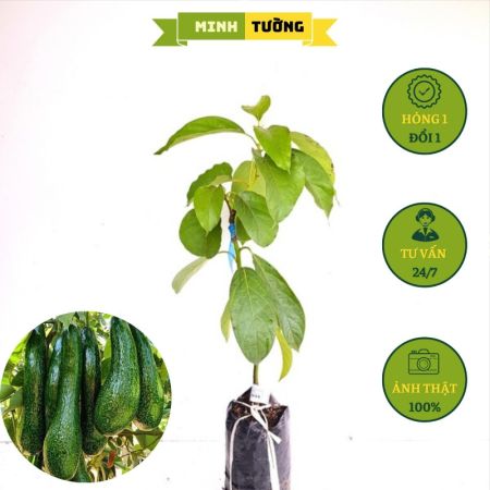Cây Giống Bơ 034