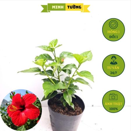 Cây Bụt Thái Hoa Đỏ Cánh Đơn
