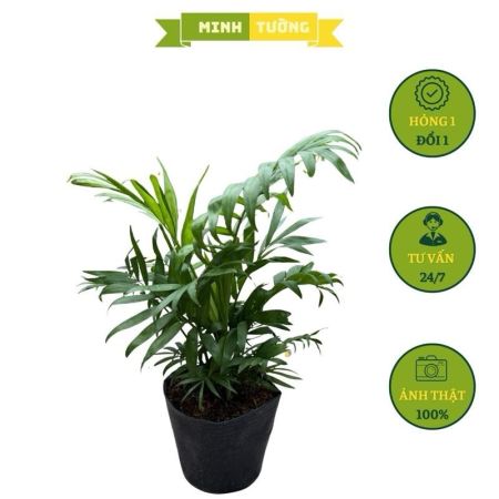 Cây Cau Tiểu Trâm