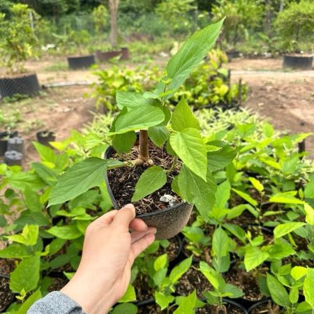 Cây Giống Dâu Tằm Siêu Trái