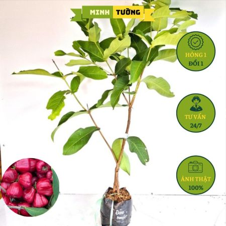 Cây Giống Mận Hồng Đào Huyết