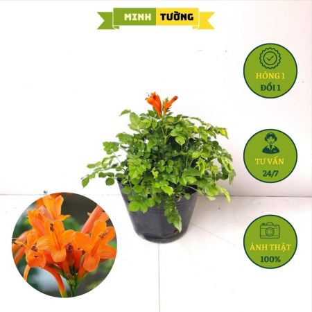 Cây Hoa Rạng Đông Cam