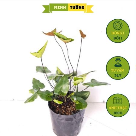Cây Dương Xỉ Lá Tim