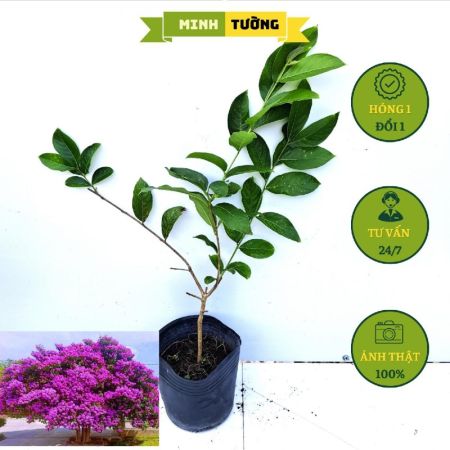 Cây Bằng Lăng Thái Siêu Hoa