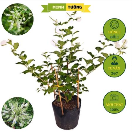 Cây Bạch Trầm Hương Hoa Thơm