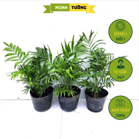 Combo 3 Chậu Cau Tiểu Trâm