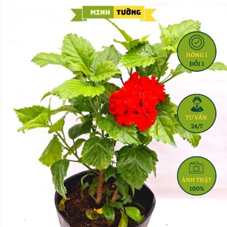 Cây Bụt Thái Đỏ Cánh Kép