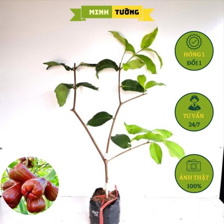 Cây Giống Mận Hồng MST