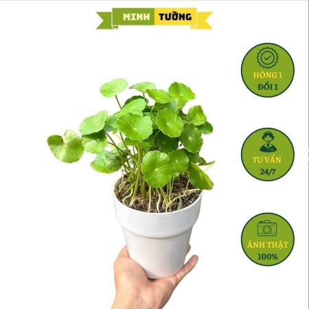 Cây Cỏ Đồng Tiền Kèm Chậu Nhựa Cứng