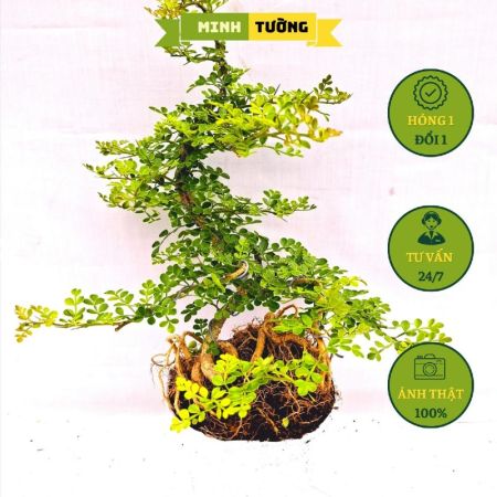 Cây Cần Thăng Bonsai