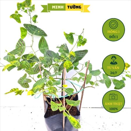 Cây Cánh Bướm