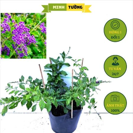 Cây Chuỗi Ngọc Tím