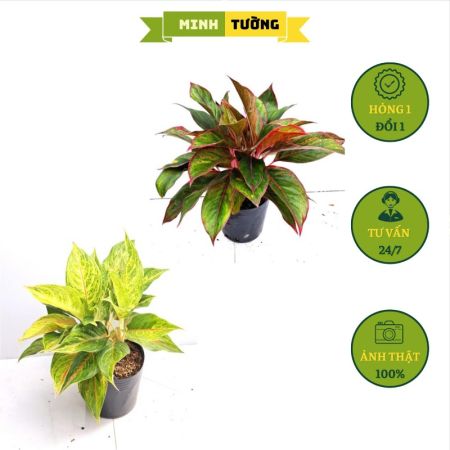Combo 2 Cây Phú Quý Vàng + Phú Quý Đỏ