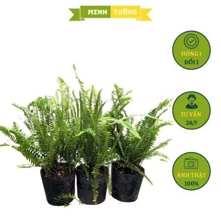 Combo 3 Chậu Dương Xỉ Lá Me (C6)