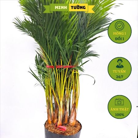 Cây Cau Vàng Đài Loan