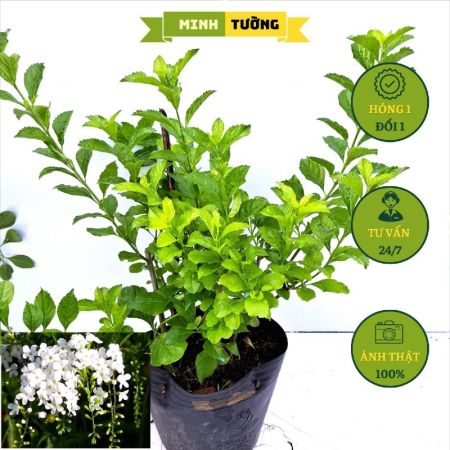 Cây Chuỗi Ngọc Hoa Trắng