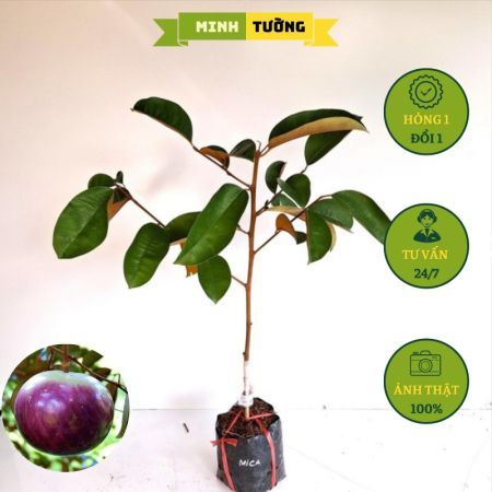Cây Giống Vú Sữa Mica