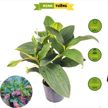 Cây Hòn Ngọc Viễn Đông Lá Lớn (C10)