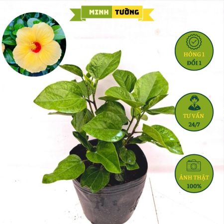 Cây Bụt Thái Hoa Vàng Cánh Đơn