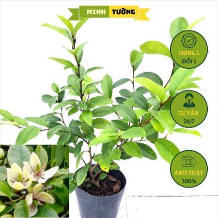 Cây Hàm Tiếu Hoa Thơm