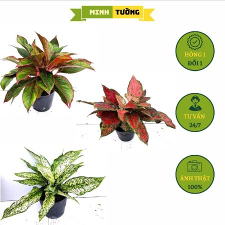 Combo 3 Chậu Cây Ngọc Ngân + Cây Vạn Lộc + Cây Phú Quý