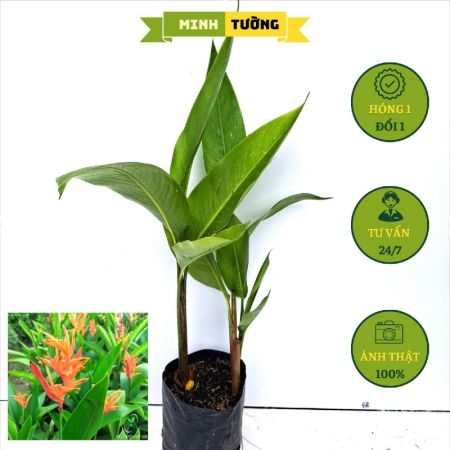 Cây Chuối Mỏ Két